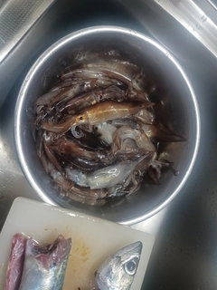 ムギイカの釣果
