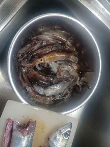 ムギイカの釣果