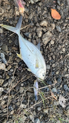 メッキの釣果