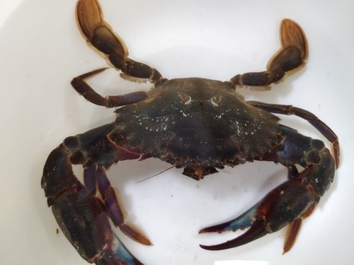 タイワンガザミ