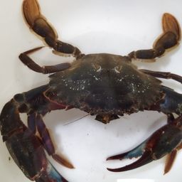 タイワンガザミ