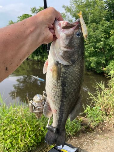 ラージマウスバスの釣果