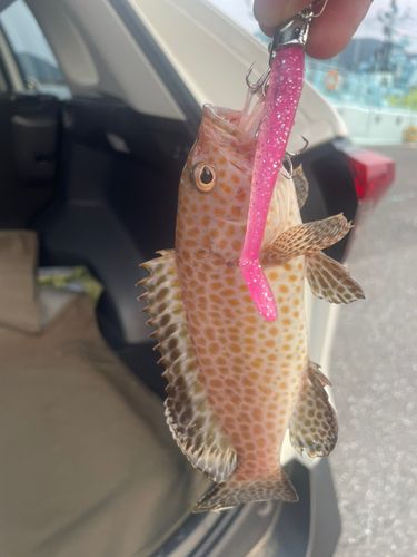 オオモンハタの釣果