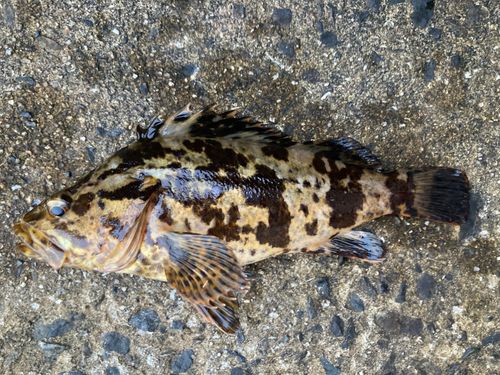 タケノコメバルの釣果