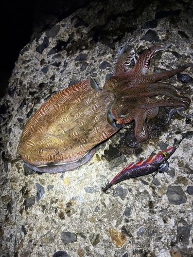モンゴウイカの釣果