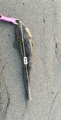 マゴチの釣果
