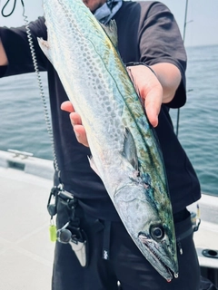 サゴシの釣果