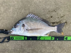キビレの釣果