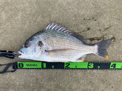 キビレの釣果