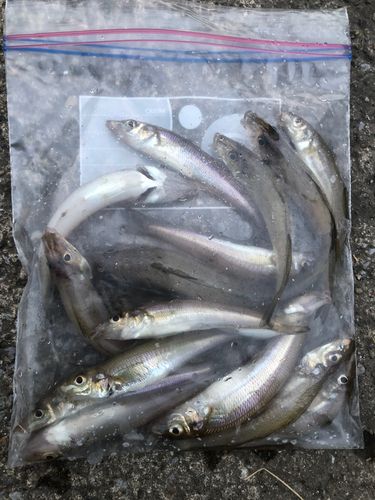 キスの釣果