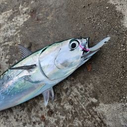 マルソウダ
