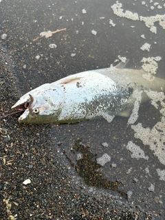 サクラマスの釣果