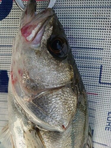 フッコ（マルスズキ）の釣果