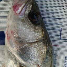 フッコ（マルスズキ）