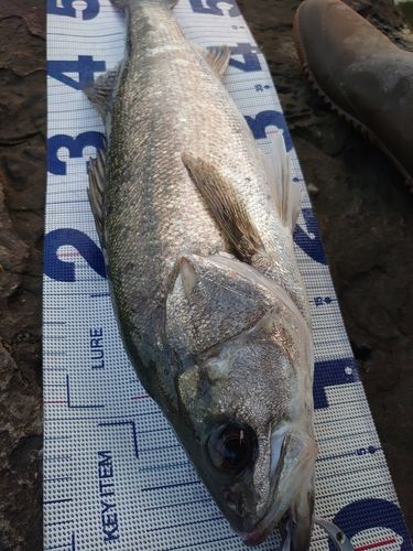 フッコ（マルスズキ）の釣果