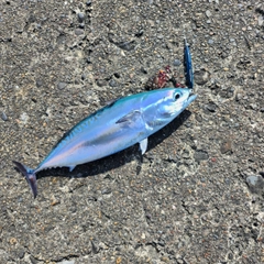 マルソウダの釣果