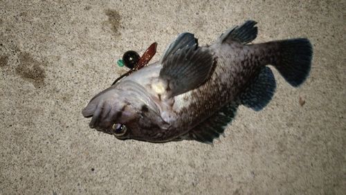 クロソイの釣果