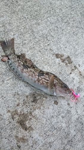 アイナメの釣果