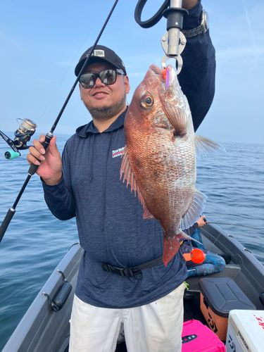 マダイの釣果