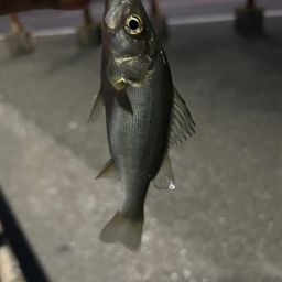 タチウオ