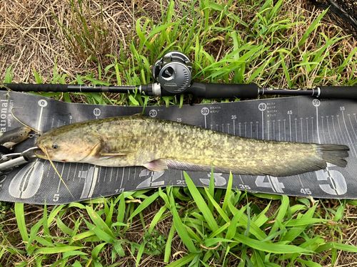 ナマズの釣果