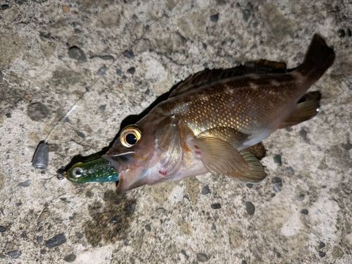 ガヤの釣果