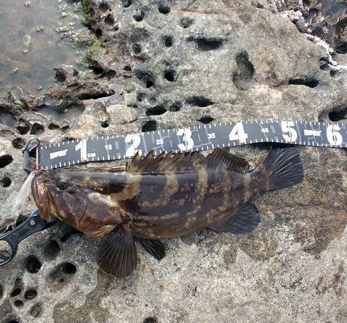クエの釣果