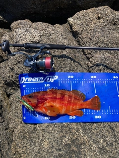 アカハタの釣果
