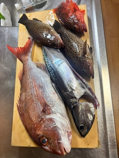 マダイの釣果
