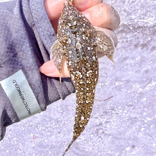 メゴチの釣果