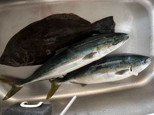 ヒラマサの釣果