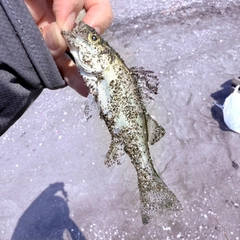 セイゴ(マルスズキ)の釣果