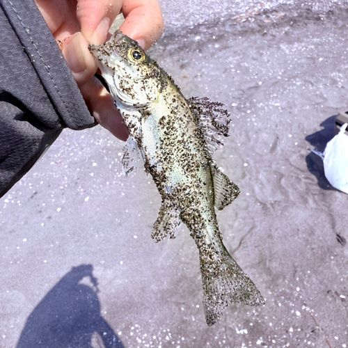 セイゴ（マルスズキ）の釣果