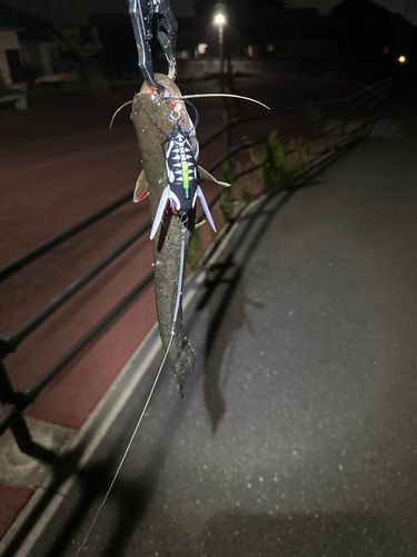 ニホンナマズの釣果