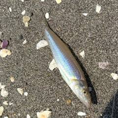 シロギスの釣果