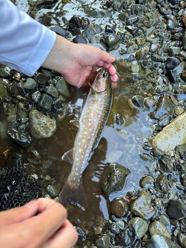 イワナの釣果
