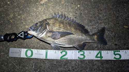 チヌの釣果