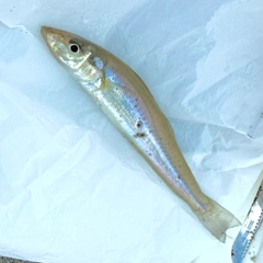 シロギスの釣果