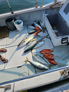 ヒラマサの釣果