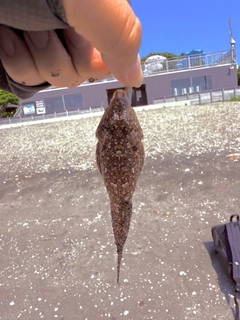 メゴチの釣果