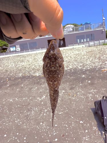 メゴチの釣果
