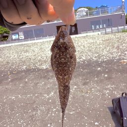 メゴチ