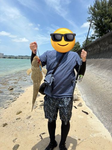 ミナミマゴチの釣果