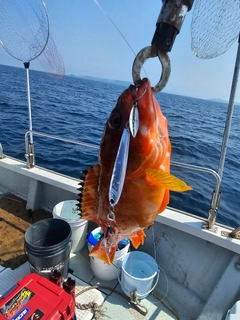 アカハタの釣果