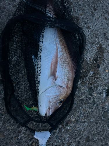 釣果