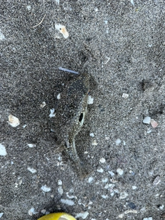 クサフグの釣果