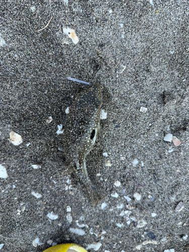 クサフグの釣果
