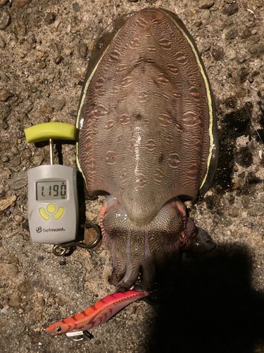 モンゴウイカの釣果