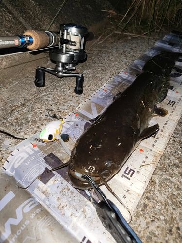 ナマズの釣果