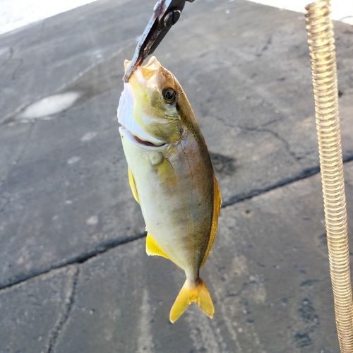 カンパチの釣果